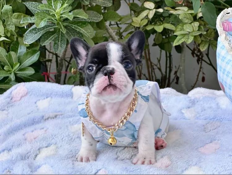 เฟรนบลูด็อก หญิง ลายวัว รูปที่ 9