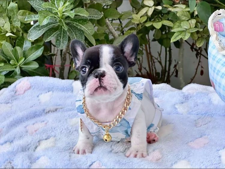 เฟรนบลูด็อก หญิง ลายวัว รูปที่ 14