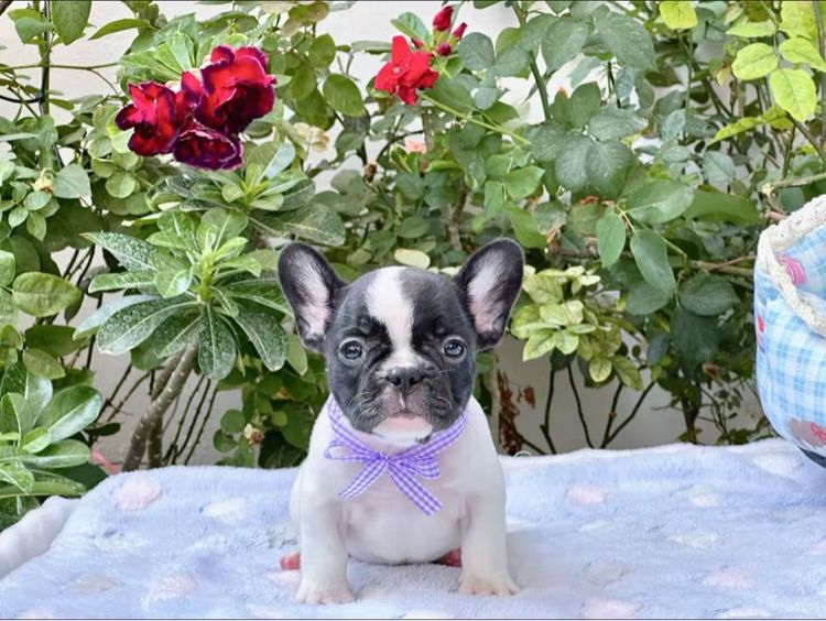 เฟรนบลูด็อก หญิง ลายวัว รูปที่ 15