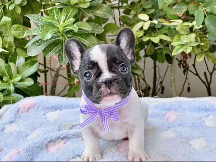 เฟรนบลูด็อก หญิง ลายวัว รูปที่ 8