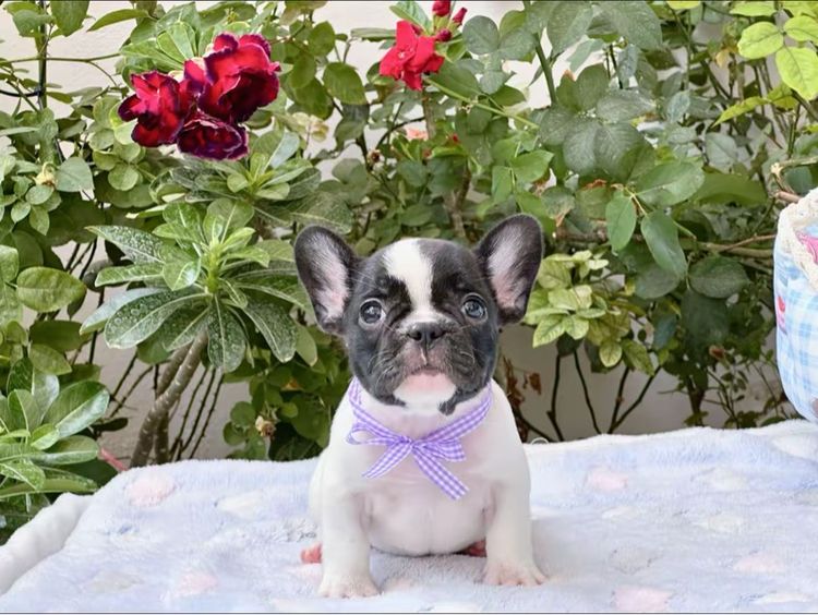 เฟรนบลูด็อก หญิง ลายวัว รูปที่ 14