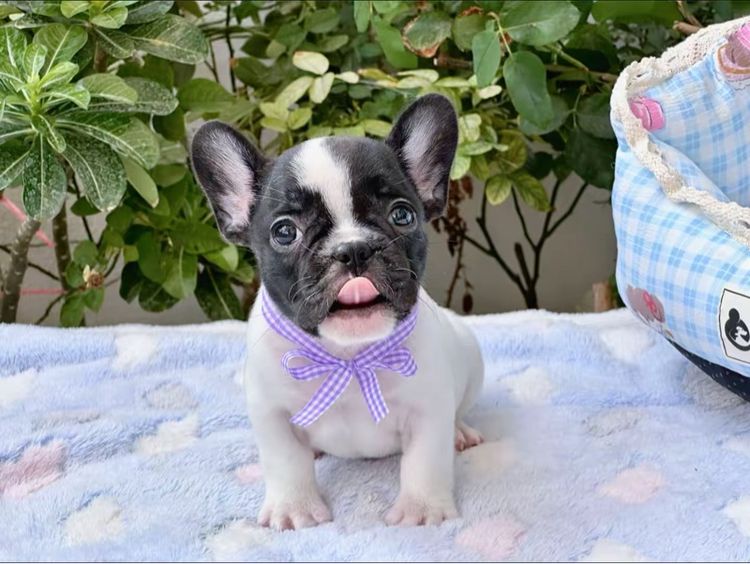 เฟรนบลูด็อก หญิง ลายวัว รูปที่ 10