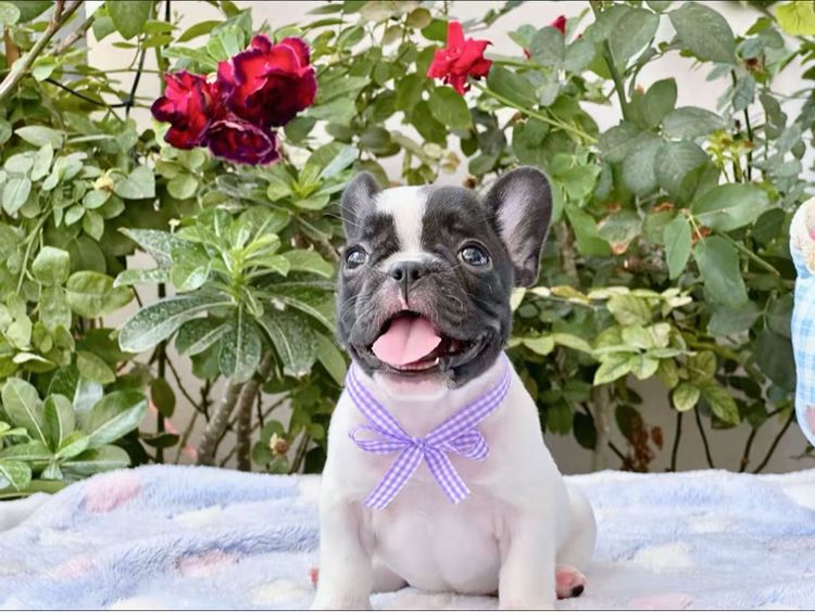 เฟรนบลูด็อก หญิง ลายวัว รูปที่ 16