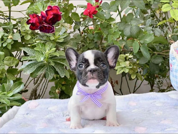 เฟรนบลูด็อก หญิง ลายวัว รูปที่ 13