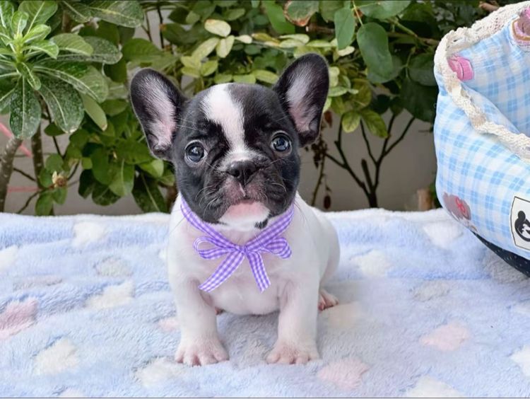 เฟรนบลูด็อก หญิง ลายวัว รูปที่ 12