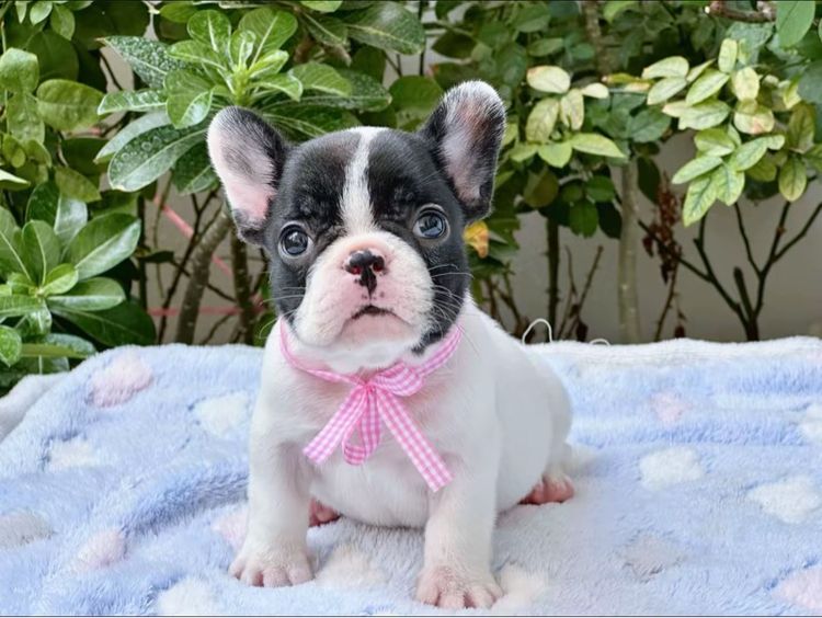 เฟรนบลูด็อก หญิง ลายวัว รูปที่ 14