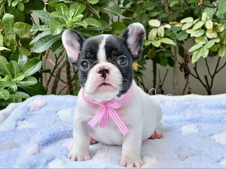 เฟรนบลูด็อก หญิง ลายวัว รูปที่ 15