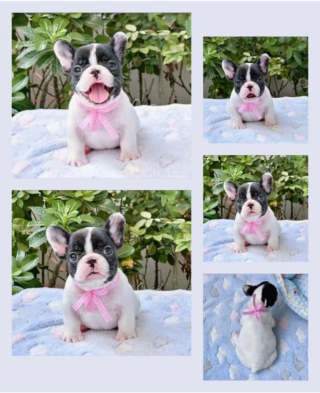 เฟรนบลูด็อก หญิง ลายวัว