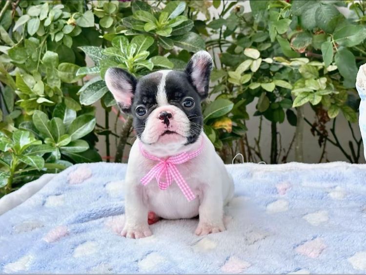 เฟรนบลูด็อก หญิง ลายวัว รูปที่ 7