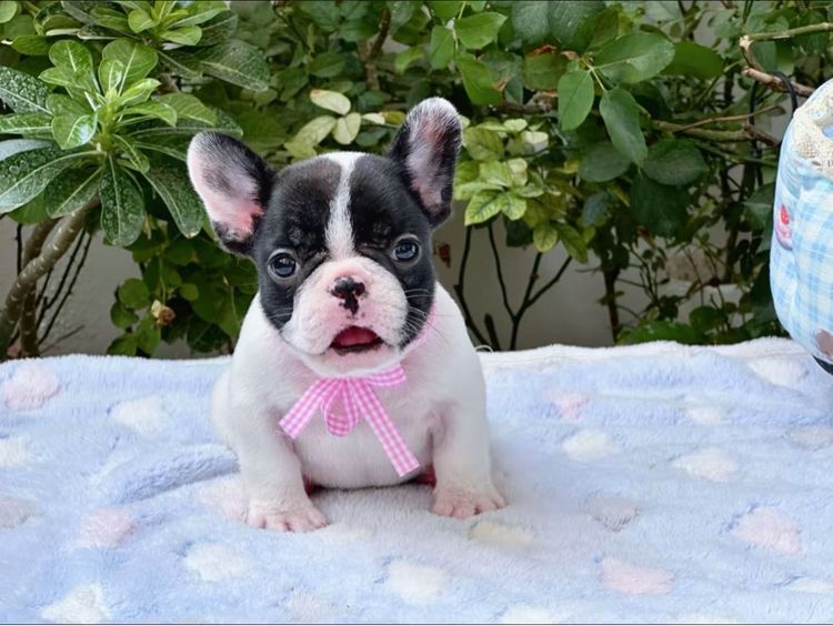 เฟรนบลูด็อก หญิง ลายวัว รูปที่ 6