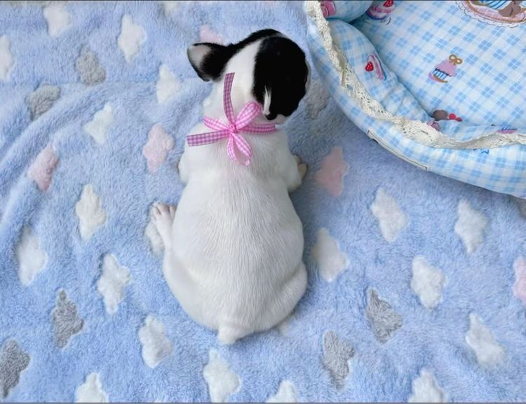 เฟรนบลูด็อก หญิง ลายวัว รูปที่ 18