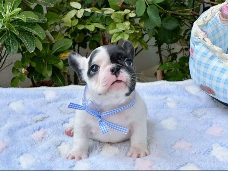 เฟรนบลูด็อก หญิง ลายวัว รูปที่ 8