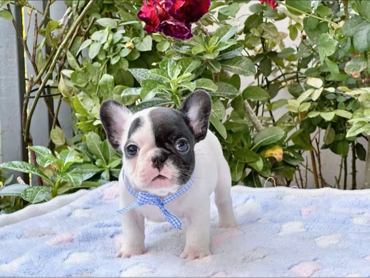 เฟรนบลูด็อก หญิง ลายวัว รูปที่ 16