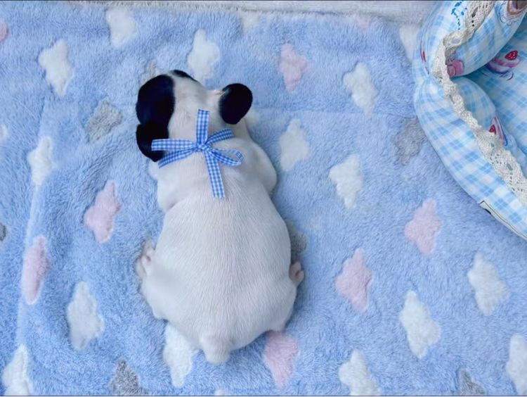 เฟรนบลูด็อก หญิง ลายวัว รูปที่ 18