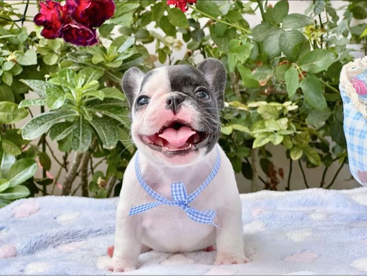 เฟรนบลูด็อก หญิง ลายวัว รูปที่ 4