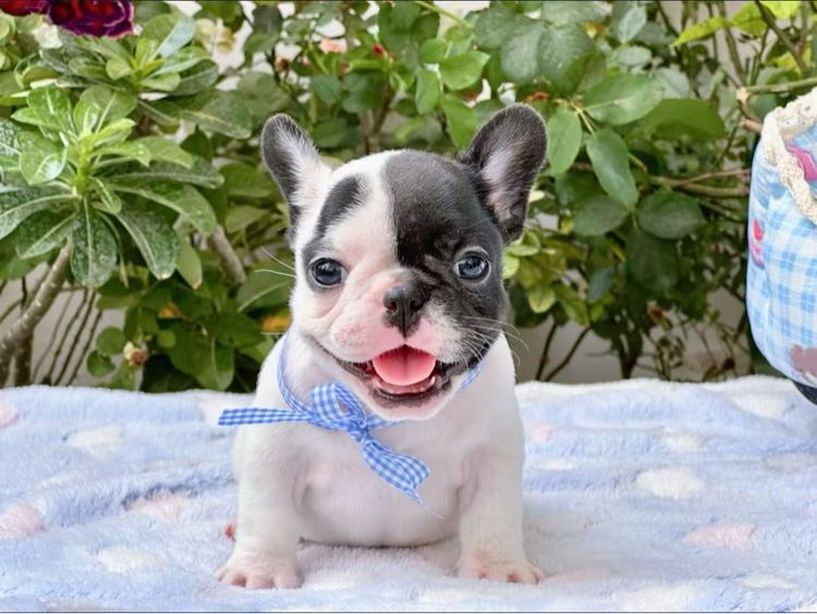 เฟรนบลูด็อก หญิง ลายวัว รูปที่ 5