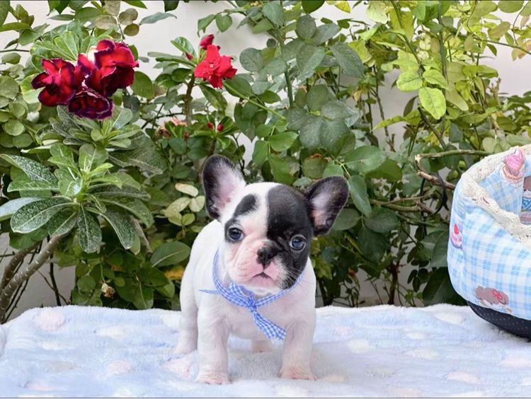 เฟรนบลูด็อก หญิง ลายวัว รูปที่ 10