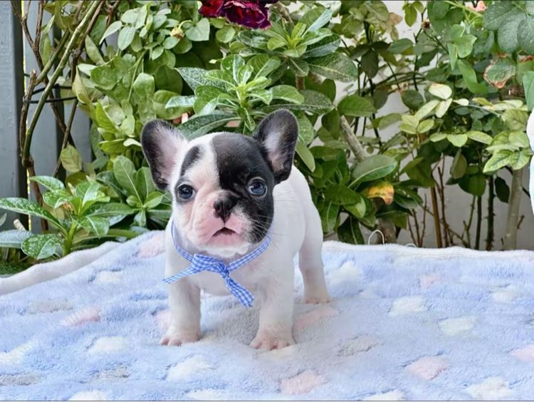 เฟรนบลูด็อก หญิง ลายวัว รูปที่ 14