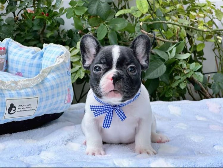 เฟรนบลูด็อก ชาย ลายวัว รูปที่ 8