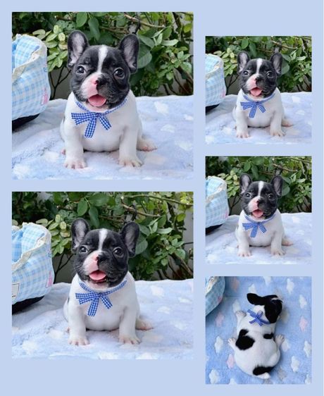 เฟรนบลูด็อก ชาย ลายวัว