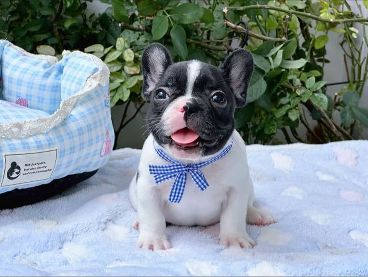 เฟรนบลูด็อก ชาย ลายวัว รูปที่ 3