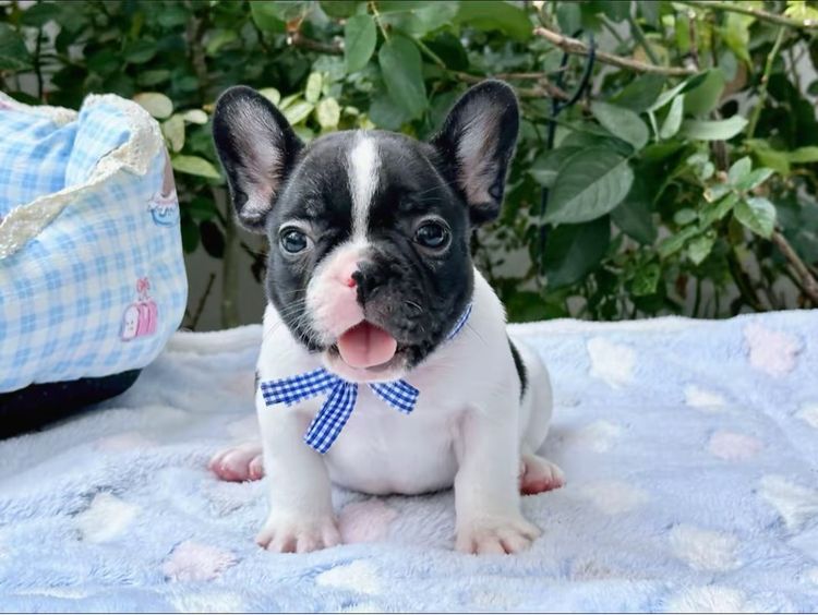 เฟรนบลูด็อก ชาย ลายวัว รูปที่ 6