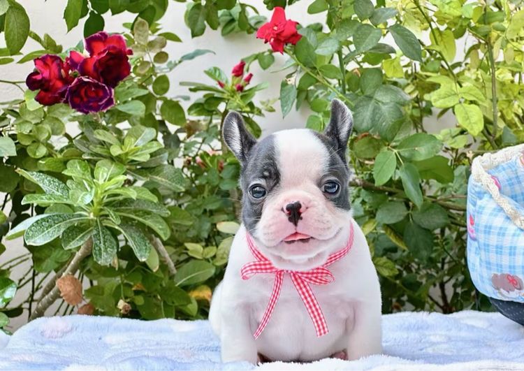 เฟรนบลูด็อก ชาย ลายวัว รูปที่ 9