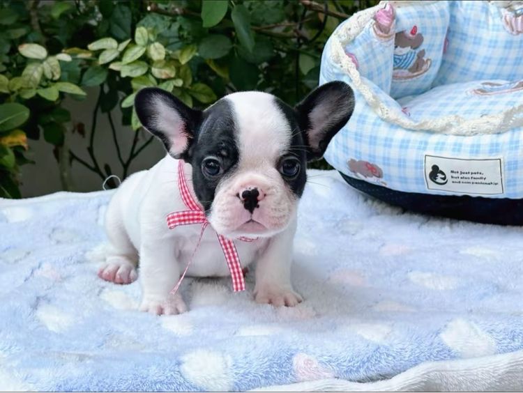 เฟรนบลูด็อก ชาย ลายวัว รูปที่ 12