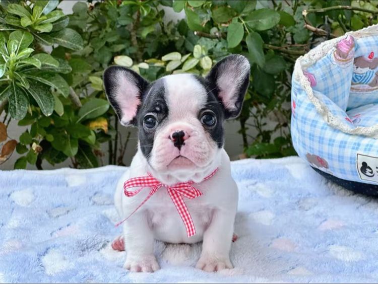 เฟรนบลูด็อก ชาย ลายวัว รูปที่ 10