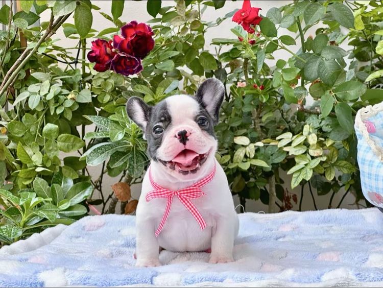 เฟรนบลูด็อก ชาย ลายวัว รูปที่ 2