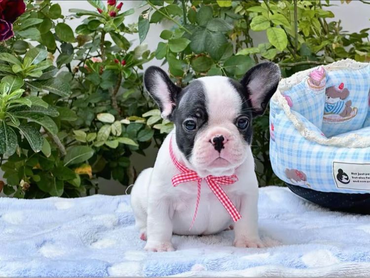 เฟรนบลูด็อก ชาย ลายวัว รูปที่ 7