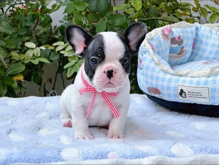 เฟรนบลูด็อก ชาย ลายวัว รูปที่ 11