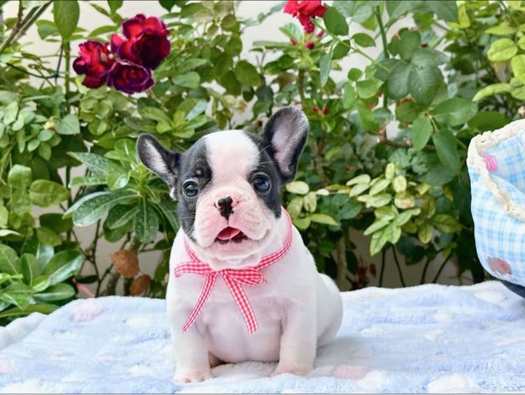 เฟรนบลูด็อก ชาย ลายวัว รูปที่ 4