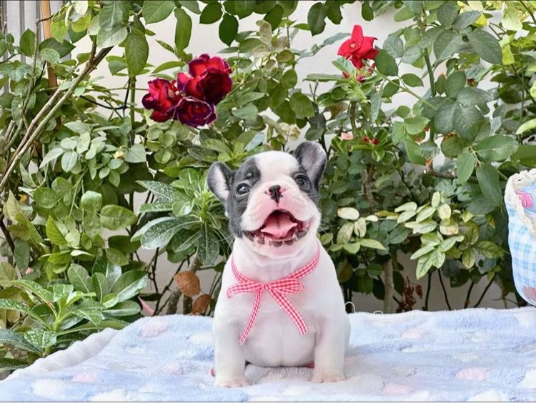 เฟรนบลูด็อก ชาย ลายวัว รูปที่ 3