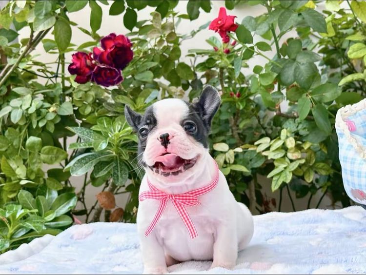 เฟรนบลูด็อก ชาย ลายวัว รูปที่ 6