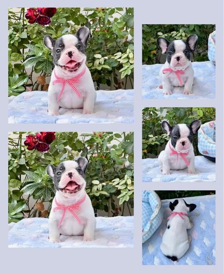 เฟรนบลูด็อก ชาย ลายวัว