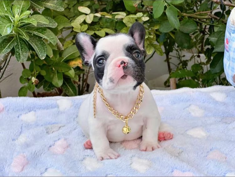 เฟรนบลูด็อก ชาย ลายวัว  รูปที่ 13