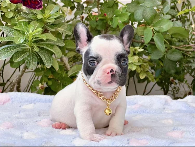 เฟรนบลูด็อก ชาย ลายวัว  รูปที่ 12