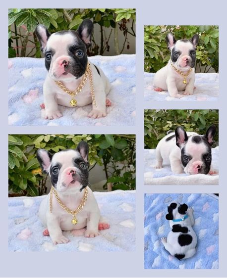 เฟรนบลูด็อก ชาย ลายวัว