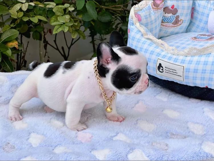 เฟรนบลูด็อก ชาย ลายวัว  รูปที่ 7