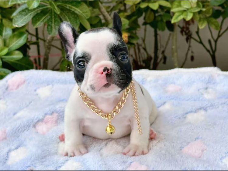 เฟรนบลูด็อก ชาย ลายวัว  รูปที่ 4