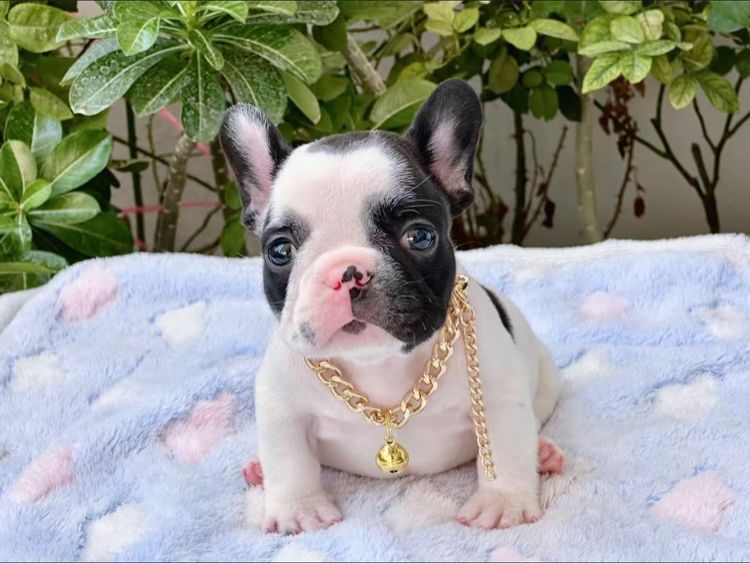 เฟรนบลูด็อก ชาย ลายวัว  รูปที่ 2