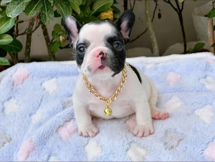 เฟรนบลูด็อก ชาย ลายวัว  รูปที่ 3