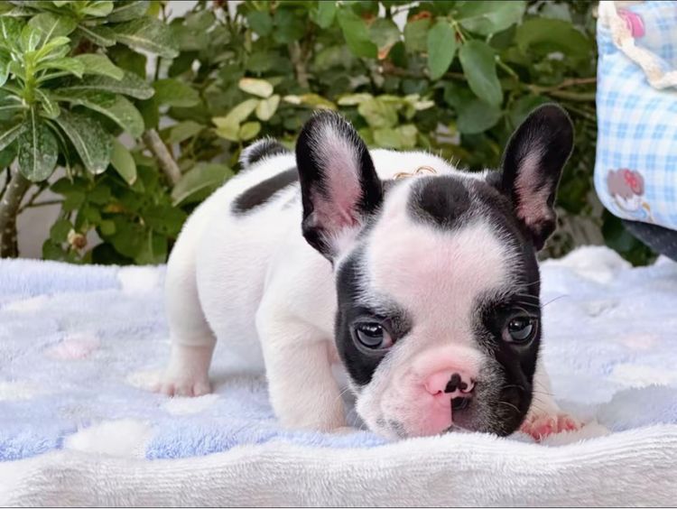 เฟรนบลูด็อก ชาย ลายวัว  รูปที่ 10