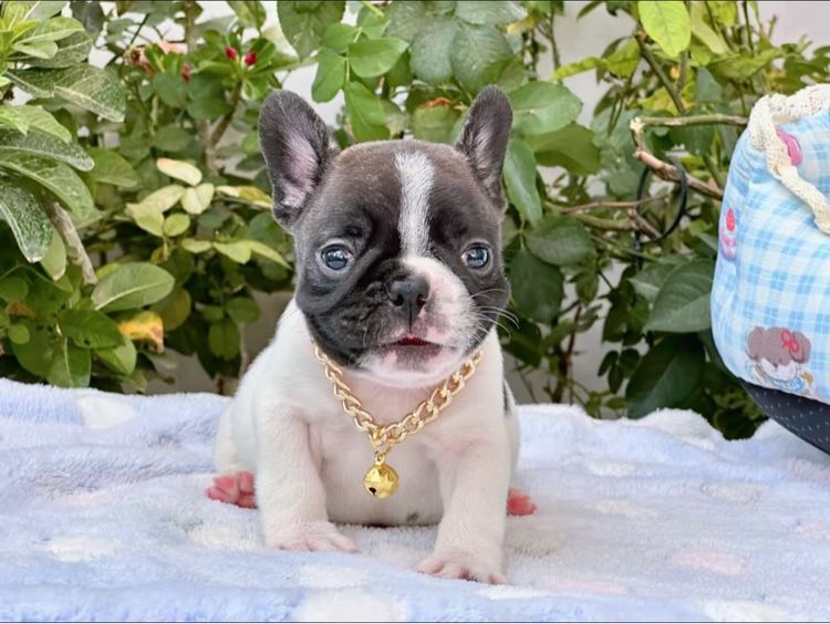 เฟรนบลูด็อก ชาย ลายวัว รูปที่ 2