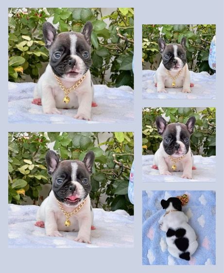 เฟรนบลูด็อก ชาย ลายวัว