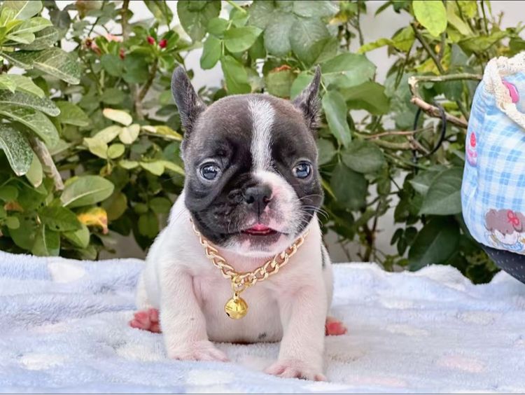 เฟรนบลูด็อก ชาย ลายวัว รูปที่ 8