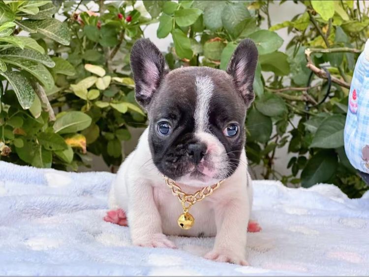 เฟรนบลูด็อก ชาย ลายวัว รูปที่ 11