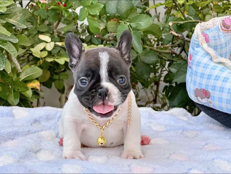 เฟรนบลูด็อก ชาย ลายวัว รูปที่ 13