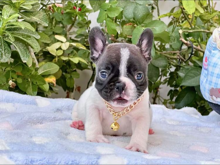 เฟรนบลูด็อก ชาย ลายวัว รูปที่ 4